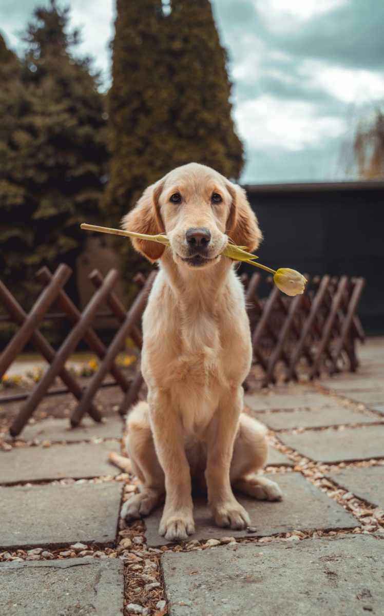 The Dog